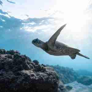 Reef Kayak Tour