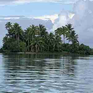 Fruit Bat Island